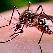 un copil roman in varsta de 10 ani contaminat cu virusul zika