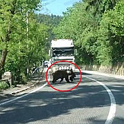 cum a oprit o ursoaica traficul in baile tusnad soferii asteapta rabdatori ca mama sa-si treaca puiul peste strada video
