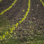 seminte plante care dau viata gradinii si seminte rosii care aduc gust autentic