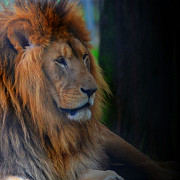 alerta in suceava doi lei au scapat de la zoo a fost emis mesaj ro-alert