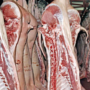 bacteria ecoli descoperita in carne tocata de vita si pe carcase de oaie din noua abatoare din judetele valcea sibiu si timis si un supermarket din gorj