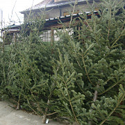 romsilva au fost confiscati 3266 de pomi de craciun taiati ilegal