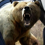 batran atacat de urs in propria gospodarie la valea doftanei