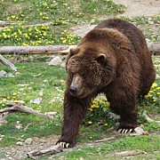 11 ursi alungati de jandarmi in weekend la busteni video