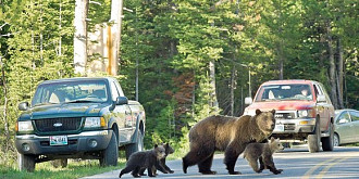 urs lovit de o masina in busteni animalul a fugit in padure