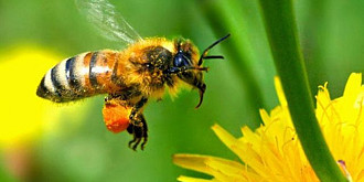 apicultorii avertizati rapita va fi stropita impotriva daunatorilor