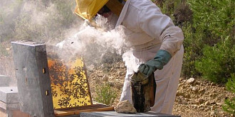 apicultorii nu mai pot accesa fonduri europene din cauza plafonului ridicat