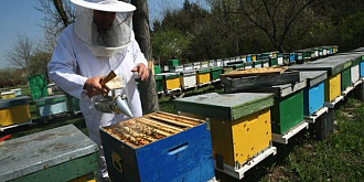 apicultorii vor primi 4 milioane de lei compensatie pentru o parte din pierderi