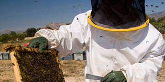 veste buna pentru apicultorii romani