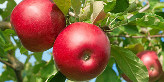 avantajele consumului de mere