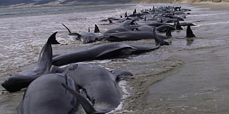 noua zeelanda 39 de balene au murit dupa ce au esuat pe o plaja