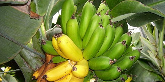 bananele te scapa de mahmureala