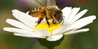 apocalipsa albinelor se pregatesc microcipuri care iau urma polenizarii