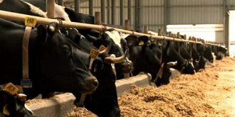 subventii totale de 570 de milioane de lei pentru crescatorii de bovine