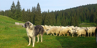 acord intre ministerul agriculturii si ciobani pentru numarul de caini de la stana
