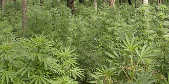 la gherghita se cultiva si cannabis langa autostrada a3