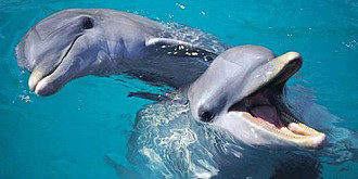india numeste delfinii persoane non-umane