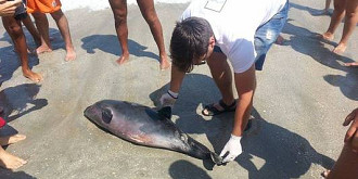 delfini morti din cauza plaselor de peste