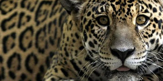 brazilia daca dispare jaguarul dispare si padurea tropicala