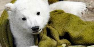 zoo berlin castiga un proces pentru drepturi de autor legate de ursuletul knut
