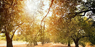 orasul care a interzis maslinii mii de copaci vor fi smulsi din radacina