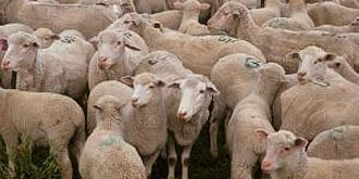 protest cu peste 100 de oi pe dn1 la comarnic