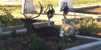 un oras din romania invadat decerbi