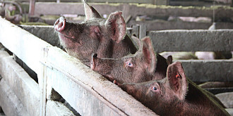 medicii veterinari verifica vanzarile de porci din mediul online pentru a impiedica comertul ilegal