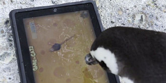 pinguini pasionati de jocuri pe ipad