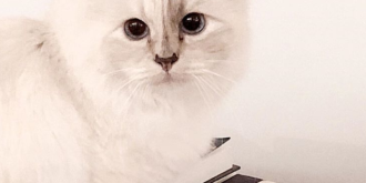 averea uriasa pe care o va mosteni choupette pisica designerului karl lagerfeld