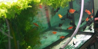 premiera mondiala specie unica in lume reprodusa ex-situ la acvariul din galati