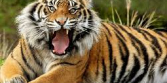 accident incredibil la circ  patru tigri au ucis un imblanzitor