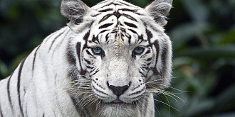 animale noi la zoo bucov lei si tigrii albi camile lame toate provin de la circul globus
