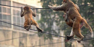 un oras turistic a ramas fara internet din cauza maimutelor