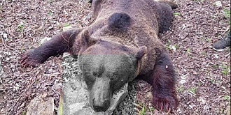 imagini revoltatoare cadavrul unui urs impuscat batjocorit in feluri halucinante