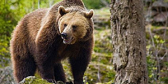 patrule de jandarmi in statiunea cheia dupa ce o ursoaica si-a facut aparitia in localitate