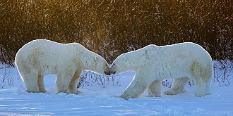 14 ursi polari au asediat un grup de cercetatori rusi care s-au refugiat intr-o baza din oceanul arctic