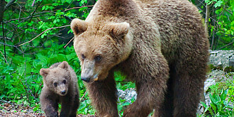 ursoaica salvata de jandarmii montani la secaria video