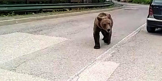 ursul care a speriat ploiestiul a fost capturat si relocat